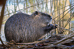 Nutria