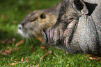 Schwein und Nutria