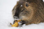 Nutria im Winter