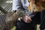 Hund und Nutria