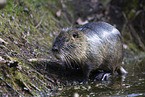 Nutria