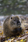 sitzender Nutria