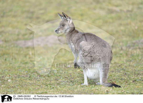 stliches Graues Riesenknguru / Eastern grey kangaroo / DMS-08282