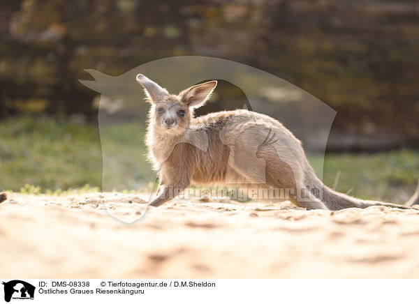 stliches Graues Riesenknguru / Eastern grey kangaroo / DMS-08338