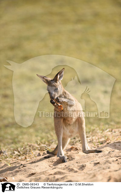 stliches Graues Riesenknguru / Eastern grey kangaroo / DMS-08343