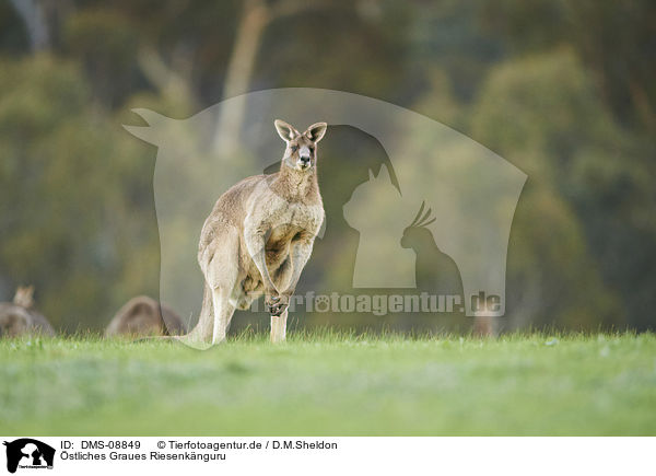 stliches Graues Riesenknguru / eastern grey kangaroo / DMS-08849