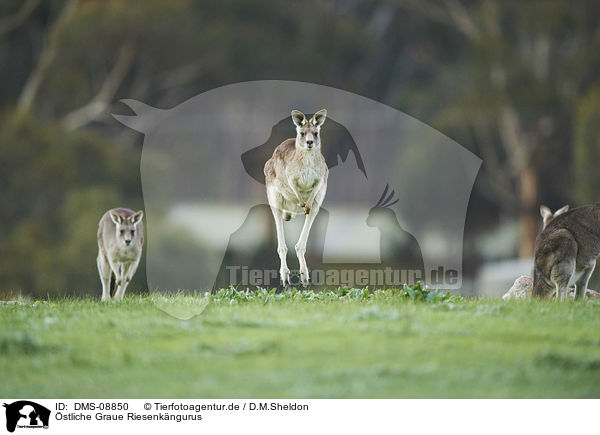 stliche Graue Riesenkngurus / eastern grey kangaroos / DMS-08850
