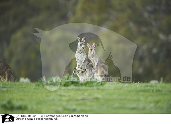 stliche Graue Riesenkngurus / eastern grey kangaroos / DMS-08851