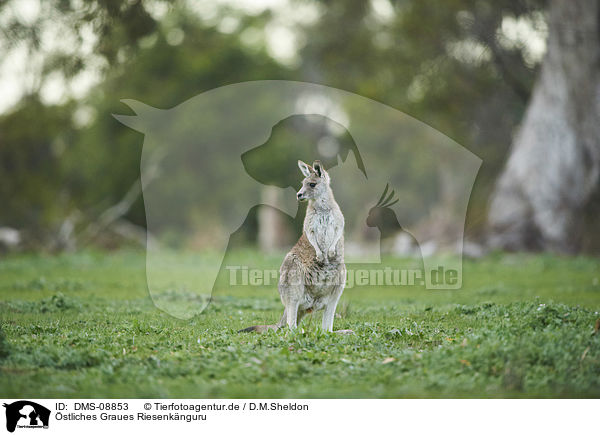 stliches Graues Riesenknguru / eastern grey kangaroo / DMS-08853