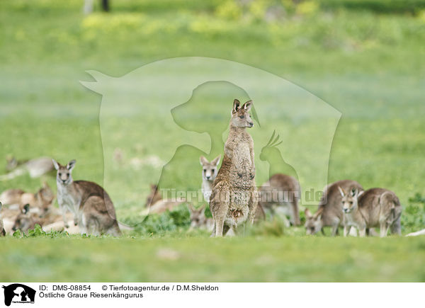 stliche Graue Riesenkngurus / eastern grey kangaroos / DMS-08854
