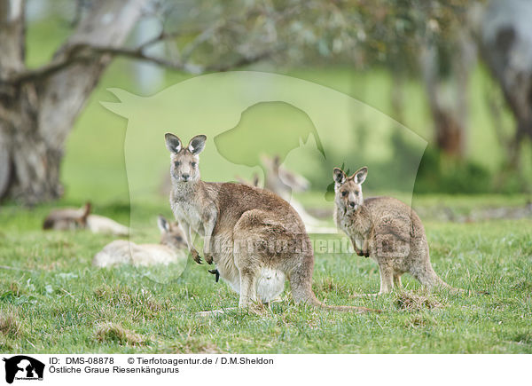 stliche Graue Riesenkngurus / eastern grey kangaroos / DMS-08878