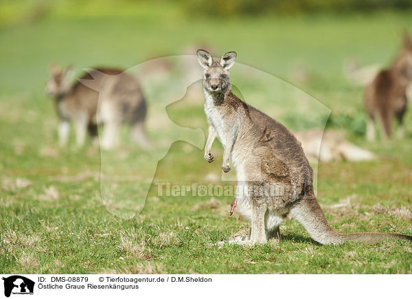 stliche Graue Riesenkngurus / eastern grey kangaroos / DMS-08879