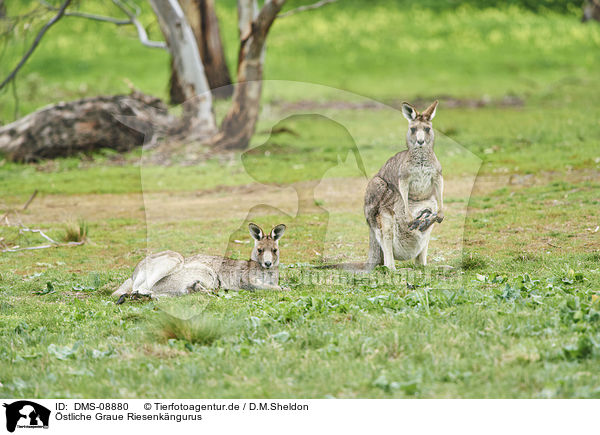 stliche Graue Riesenkngurus / eastern grey kangaroos / DMS-08880