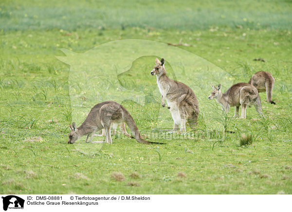 stliche Graue Riesenkngurus / eastern grey kangaroos / DMS-08881
