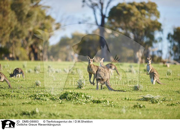stliche Graue Riesenkngurus / eastern grey kangaroos / DMS-08883