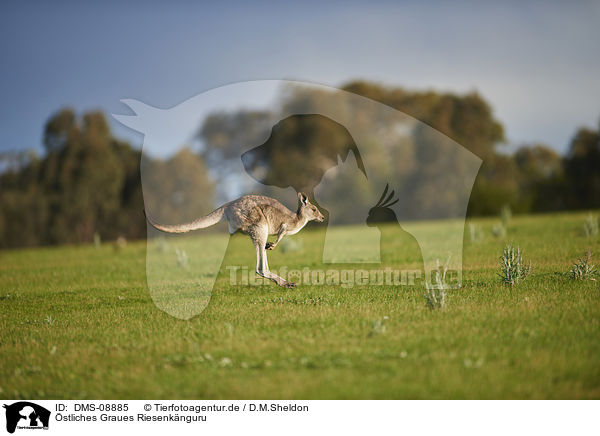 stliches Graues Riesenknguru / eastern grey kangaroo / DMS-08885