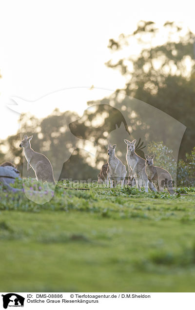 stliche Graue Riesenkngurus / eastern grey kangaroos / DMS-08886