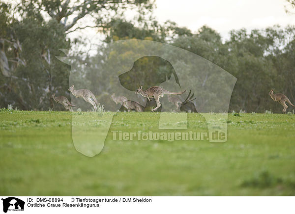 stliche Graue Riesenkngurus / eastern grey kangaroos / DMS-08894