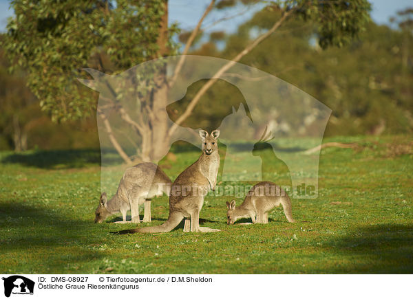 stliche Graue Riesenkngurus / eastern grey kangaroos / DMS-08927