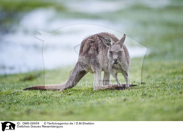 stliches Graues Riesenknguru / eastern grey kangaroo / DMS-08959