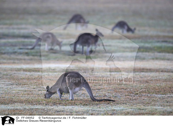 stliches Graues Riesenkngurus / forester kangaroos / FF-08952