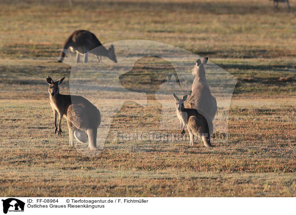 stliches Graues Riesenkngurus / forester kangaroos / FF-08964