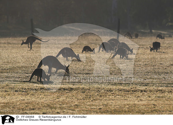 stliches Graues Riesenkngurus / forester kangaroos / FF-08968