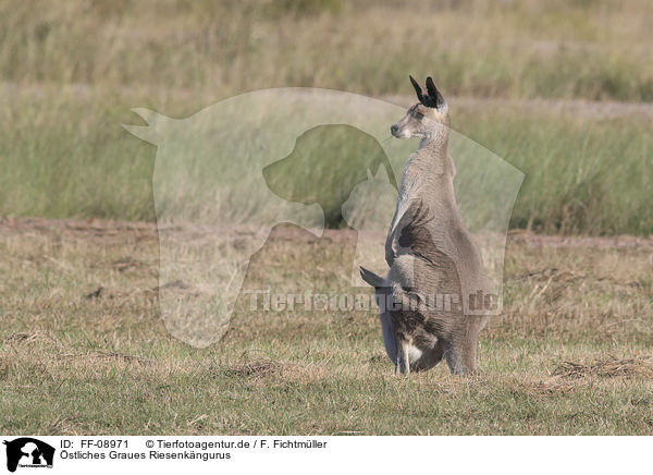 stliches Graues Riesenkngurus / forester kangaroos / FF-08971
