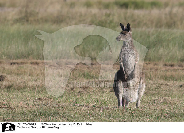 stliches Graues Riesenknguru / forester kangaroo / FF-08972