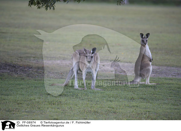 stliches Graues Riesenkngurus / forester kangaroos / FF-08974