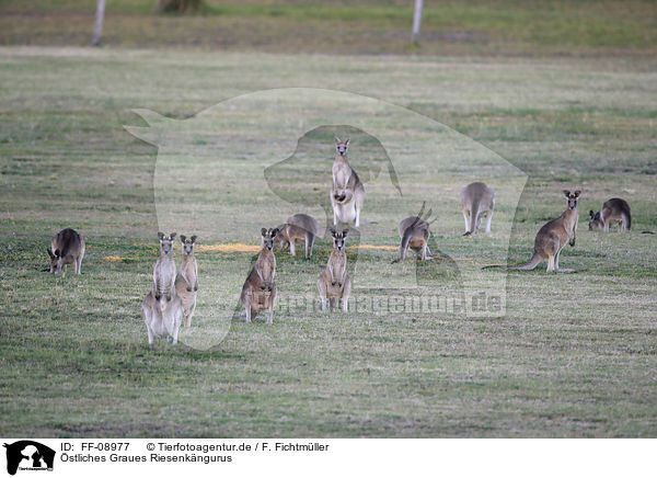 stliches Graues Riesenkngurus / forester kangaroos / FF-08977