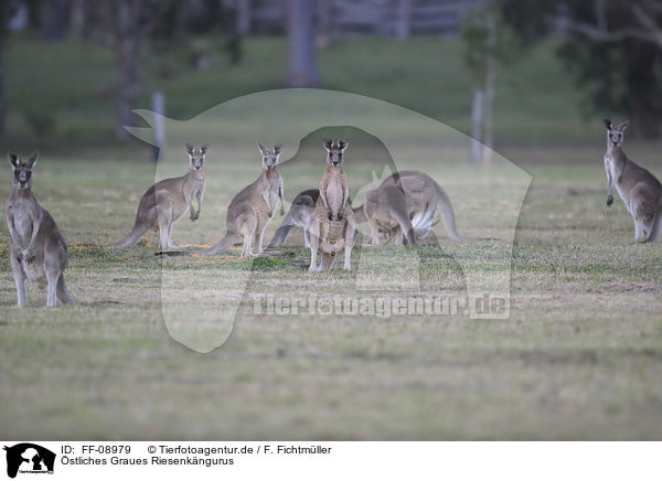 stliches Graues Riesenkngurus / forester kangaroos / FF-08979