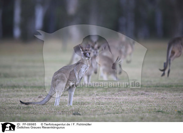 stliches Graues Riesenkngurus / forester kangaroos / FF-08985