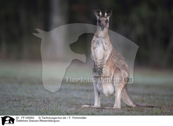 stliches Graues Riesenknguru / forester kangaroo / FF-08992
