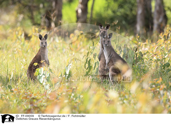 stliches Graues Riesenkngurus / forester kangaroos / FF-09009