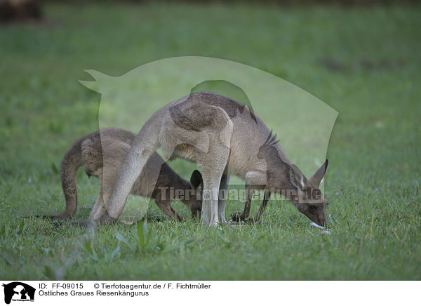 stliches Graues Riesenkngurus / forester kangaroos / FF-09015