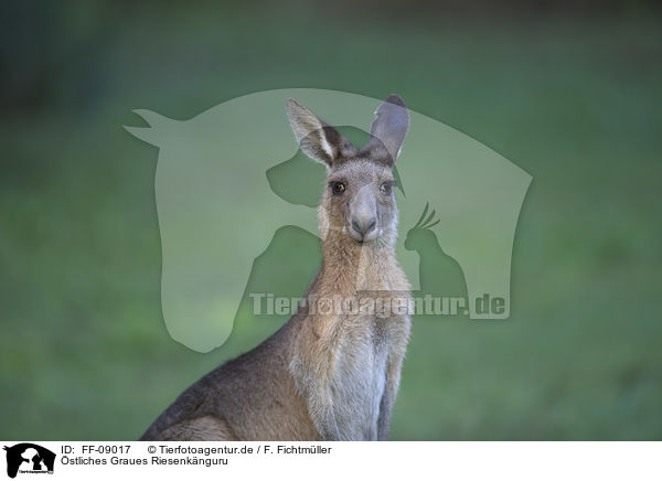 stliches Graues Riesenknguru / forester kangaroo / FF-09017