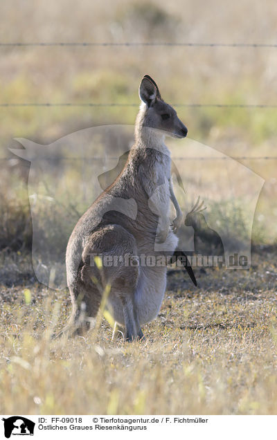 stliches Graues Riesenkngurus / forester kangaroos / FF-09018