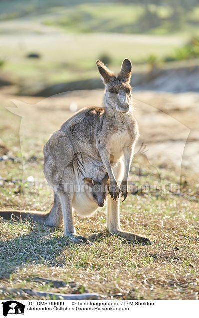 stehendes stliches Graues Riesenknguru / standing Eastern Grey Kangaroo / DMS-09099