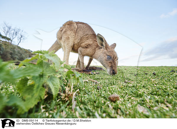 stehendes stliches Graues Riesenknguru / standing Eastern Grey Kangaroo / DMS-09114