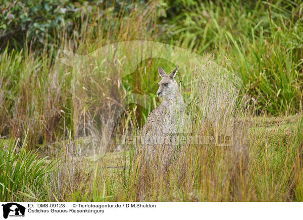 stliches Graues Riesenknguru / Eastern Grey Kangaroo / DMS-09128