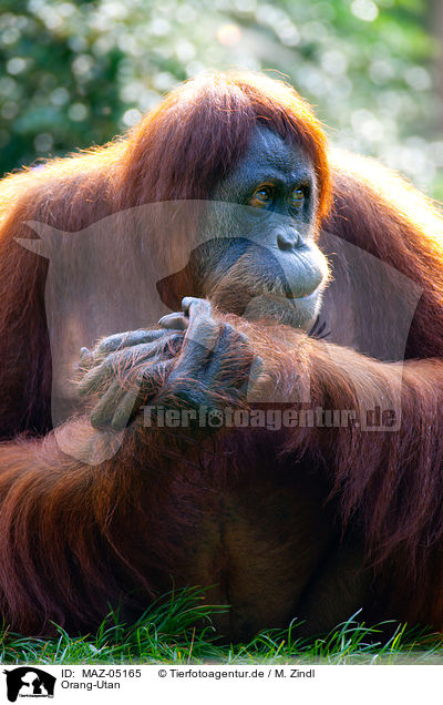 Orang-Utan / orang-utan / MAZ-05165