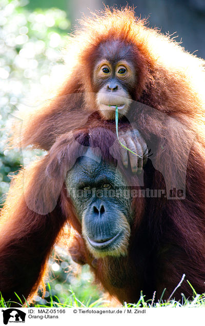 Orang-Utans / orang-utans / MAZ-05166