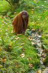 Orang-Utan