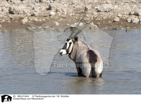 Oryxantilope am Wasserloch / WS-01444