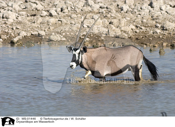 Oryxantilope am Wasserloch / WS-01446