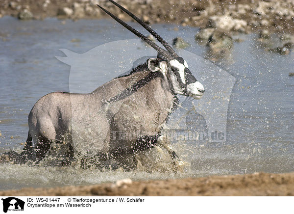 Oryxantilope am Wasserloch / WS-01447