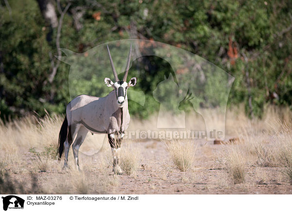 Oryxantilope / Oryx / MAZ-03276