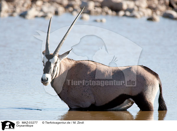 Oryxantilope / Oryx / MAZ-03277
