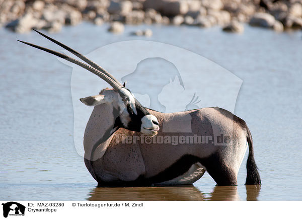 Oryxantilope / Oryx / MAZ-03280
